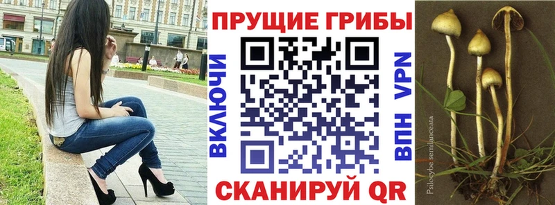 Псилоцибиновые грибы Psilocybine cubensis  Братск 
